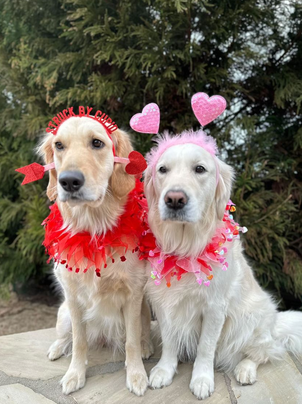 Midlee Designs - Vendita all'ingrosso Collare - Cani - Midlee - Collare decorativo per cani di San Valentino6