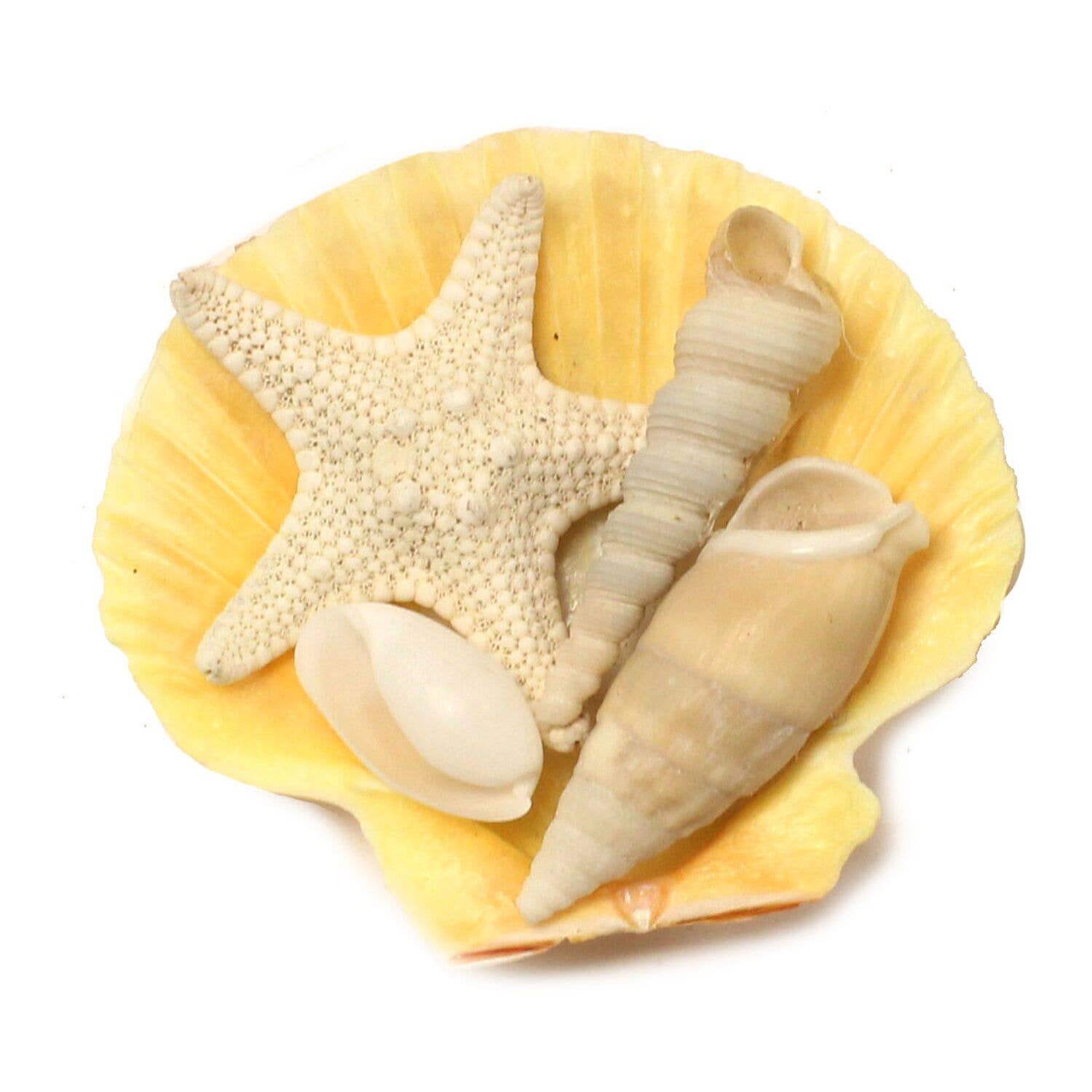 Beachcombers - Wholesale Magnet - SALE Yellow Scallop With Shells Magnet0
