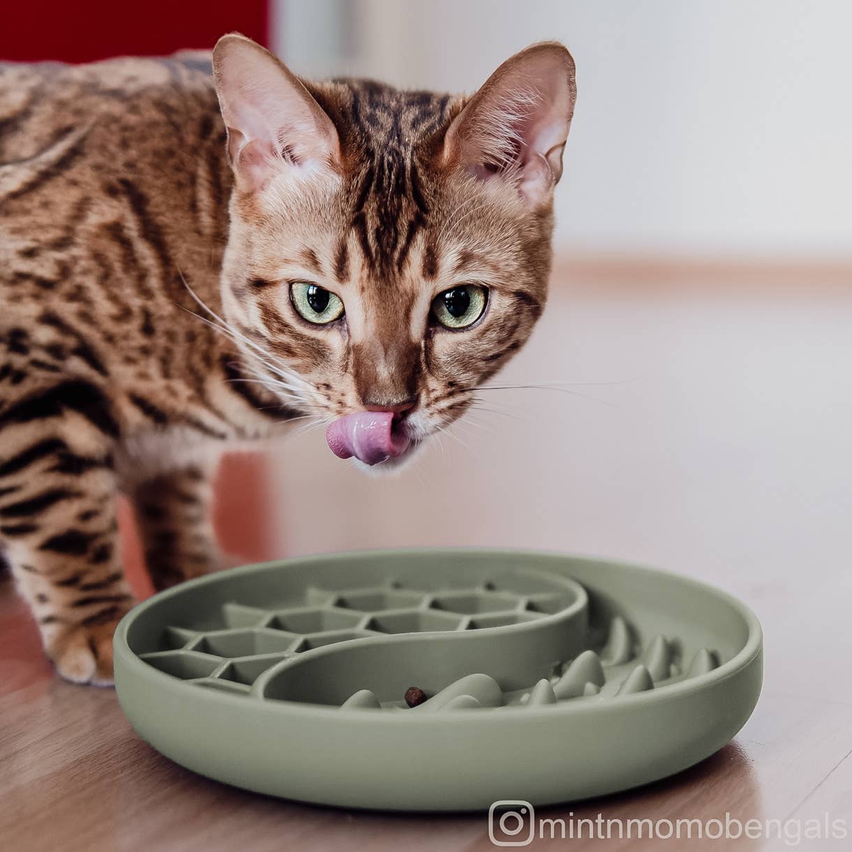 ne&no - Wholesale Pet Bowl - Cat/Dog - ne&no® Anti-Gulping Bowl / Licking Dish for Dogs & Cats26