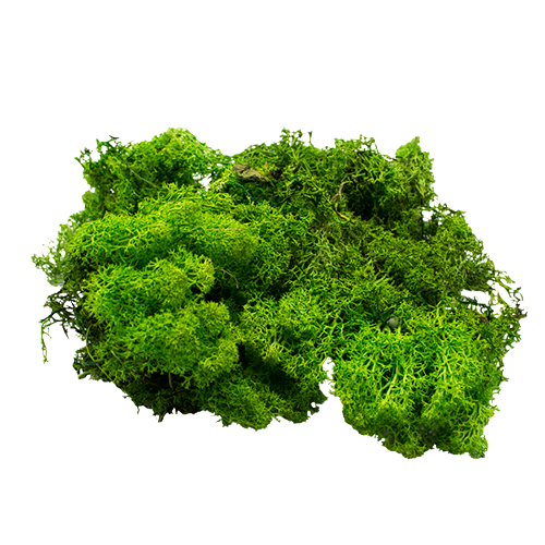 Concari.flores Preservadas - Vente Fleur séchée/pressée - MOUSSE PRÉSERVÉE1