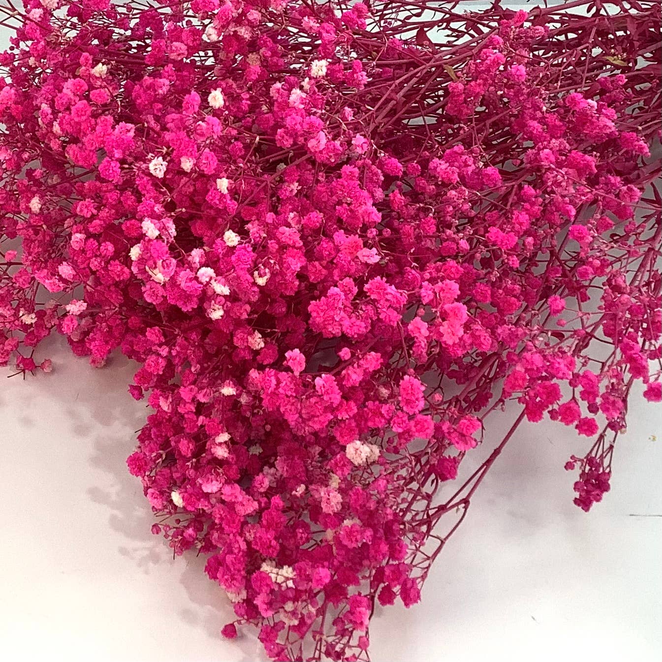 Honeybee and Blossom - Vendita all'ingrosso Fiori secchi/pressati - Fiori secchi per l'alito del bambino4