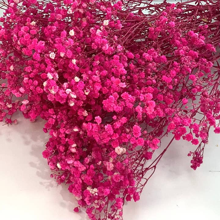 Honeybee and Blossom - Wholesale Dried/Pressed Flowers - Dried baby’s breath flowers5