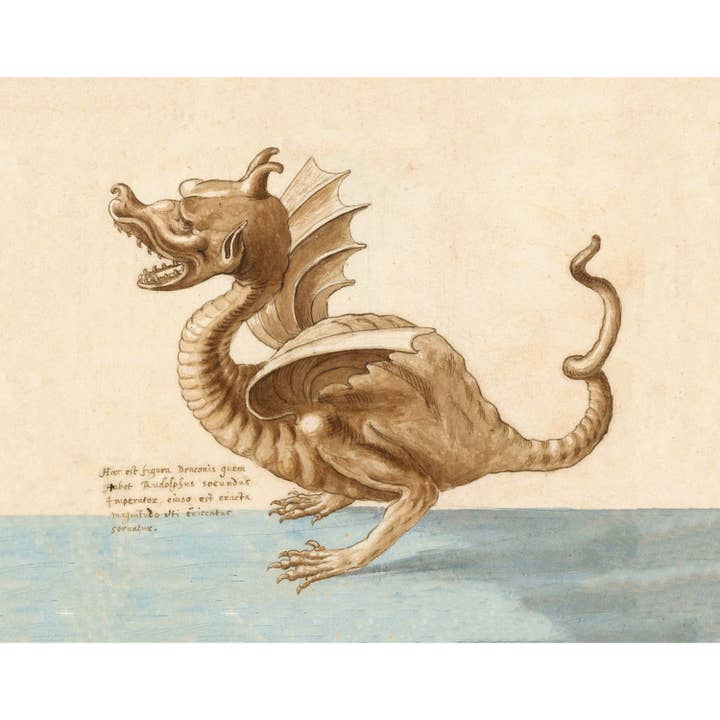 Dibujo de dragón vintage | Dracke antiguo, Draco | Texto latino del siglo XVI | Historia natural medieval | Arte de pared de fantasía | Bestiario antiguo para venta al por mayor de Rock Paper Scissors Wall Art