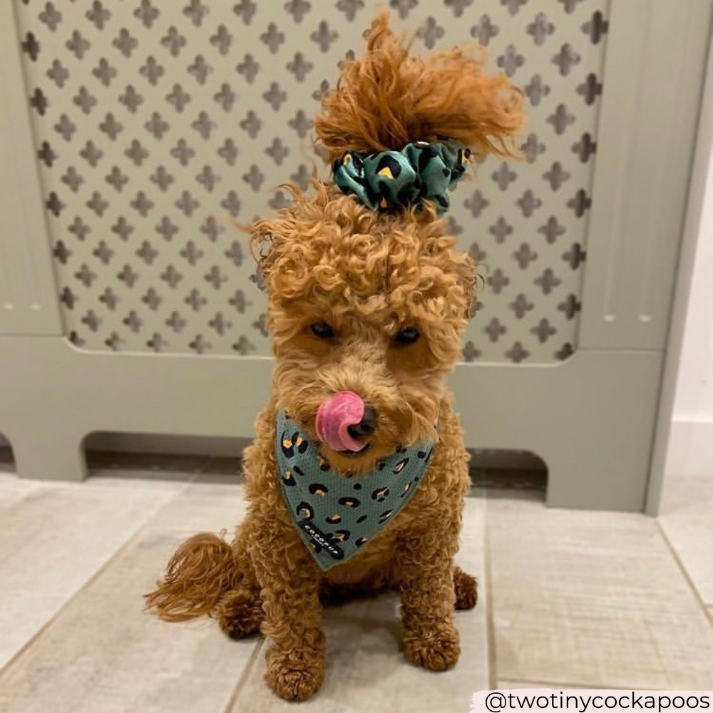 Cocopup London - Wholesale Hondenbandana - Hond - Kaki luipaard bandana5