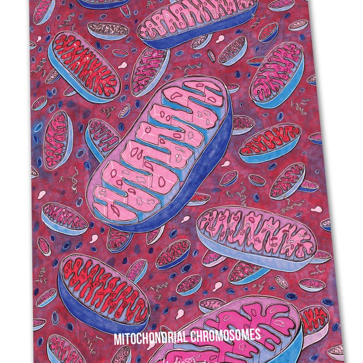 Vivid Biology - Wholesale Poster - Mitochondrial DNA - poster1
