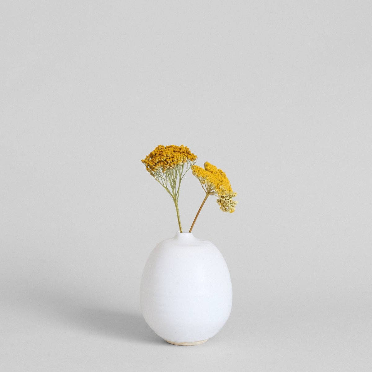 Bloomist - Wholesale Dried/Pressed Flowers - Dried Natural Yarrow3