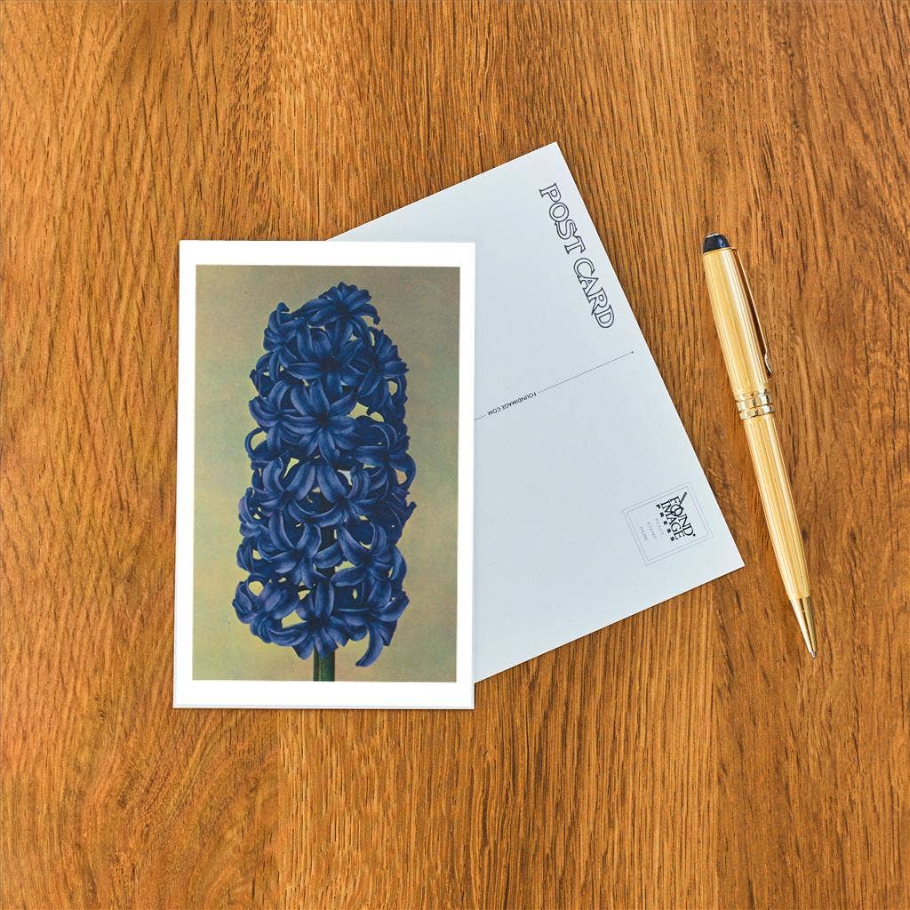 Found Image Press - Wholesale Postcard - Postcard FP-03 Hyacinth1