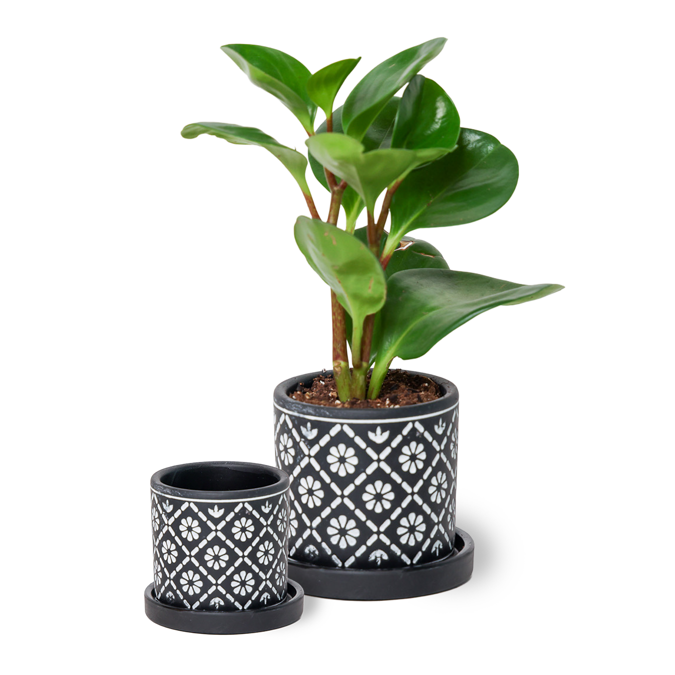 Chive - Wholesale Plant Pot - Balter Succulent Containers Cactus Pot And Saucer8