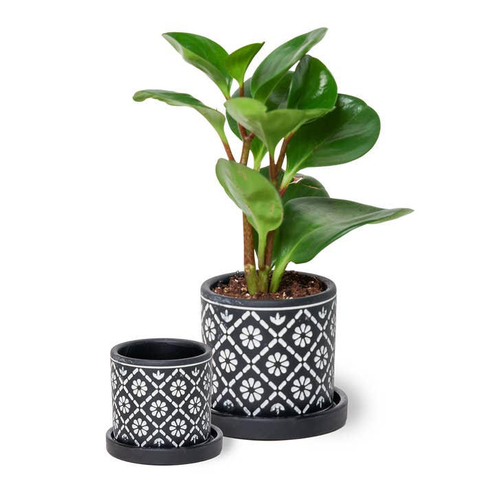 Chive - Wholesale Plant Pot - Balter Succulent Containers Cactus Pot And Saucer8