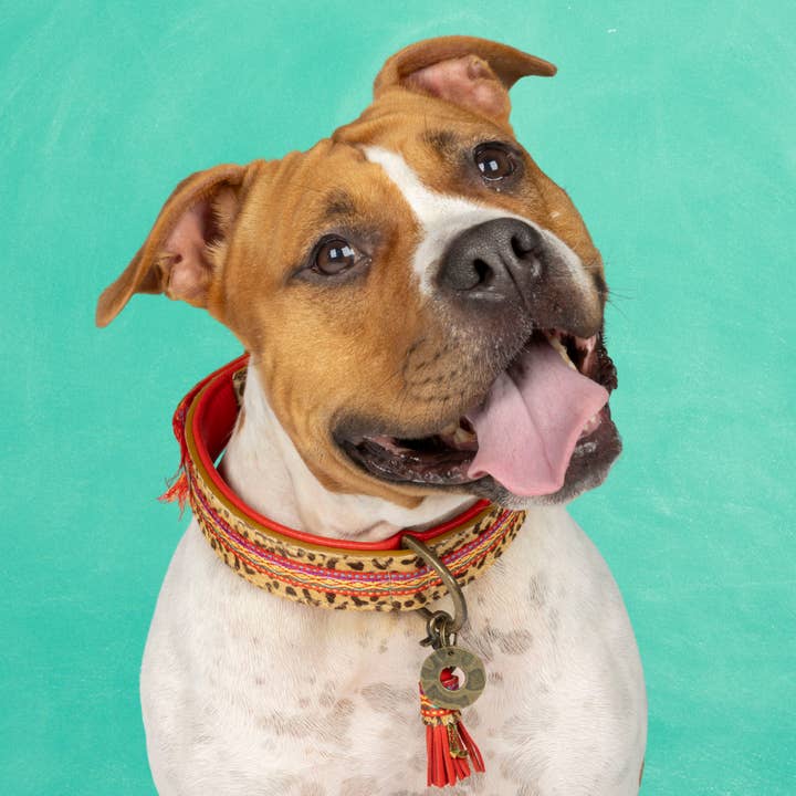 Dog with a Mission - Wholesale Pet Collar - Dog - Gypsy Necklace