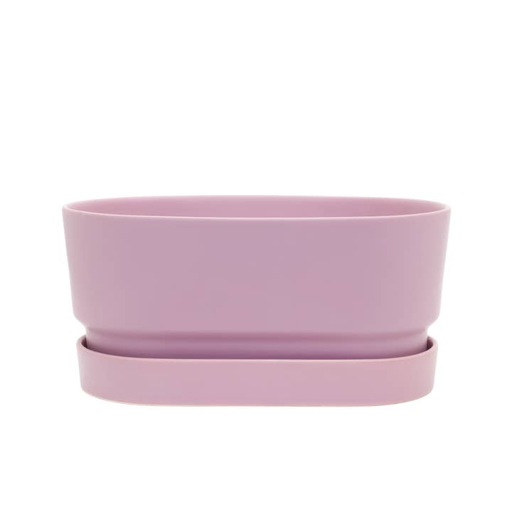 Oblong Stockholm Mallow for wholesale by Potted