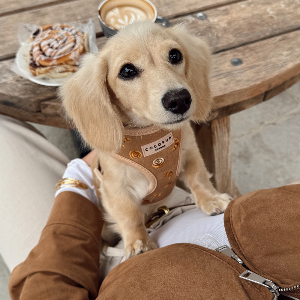 Cocopup London - Wholesale Pet Harness - Dog - Pawtisserie Adjustable Neck HARNESS12