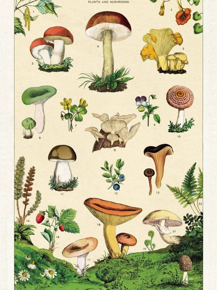Cavallini Tea Towel - Foraging for wholesale by Cavallini & Co
