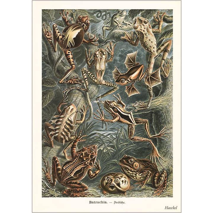 Greeting Card SE-110 Toads for wholesale by Found Image Press