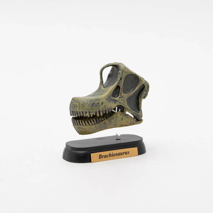 Swelly - Wholesale Decorative Figurine - Skull Mini Model Brachiosaurus