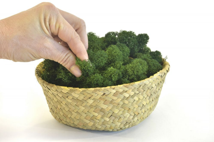 Moss House - Vente Plante - Lichen mousse stabilisée couleur vert forêt par MossHouse3