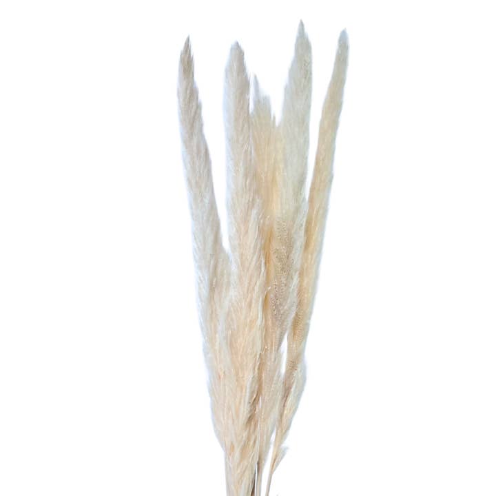 Botanico Ltd. - Wholesale Dried/pressed flowers - Mini Pampas Grass5