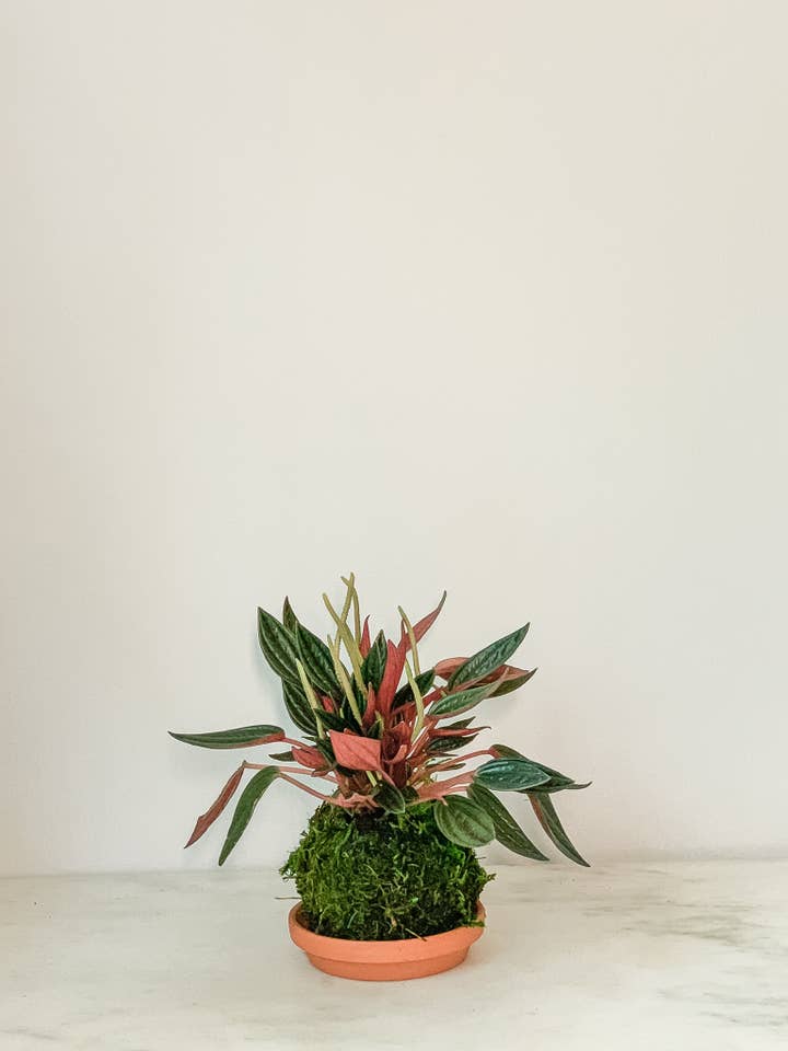 Pepermomia Rosso Kokedama (House Plant Wrapped in Moss) for wholesale by White Stable Farms