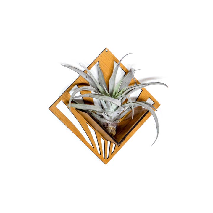 LIGHT RAZOR DESIGN STUDIO - Wholesale Wall planter - Air Plant Holder / Quadrate Wall Hanging Planter 256