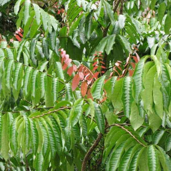 Earth's Love – wholesale Bad- och kroppsolja – Andiroba Oil- hud- och hårbehandling - 0,33 oz /10 ml1