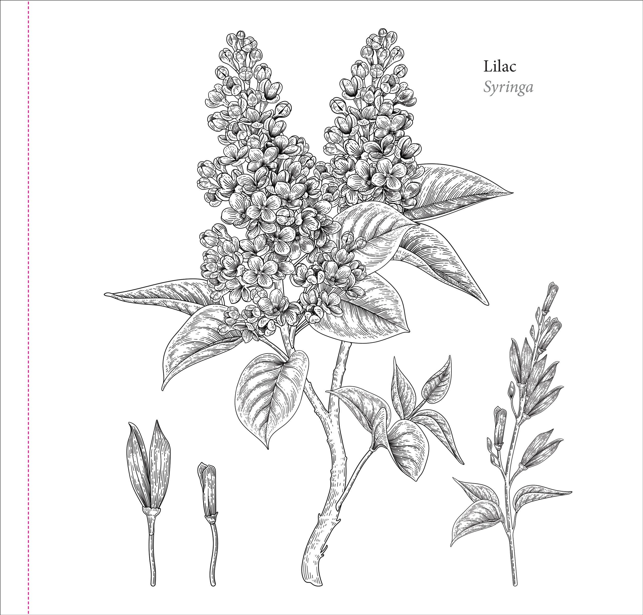 Peter Pauper Press - Wholesale Coloring & Activity Book - Adult - Spring Blooms Artist's Coloring Book6