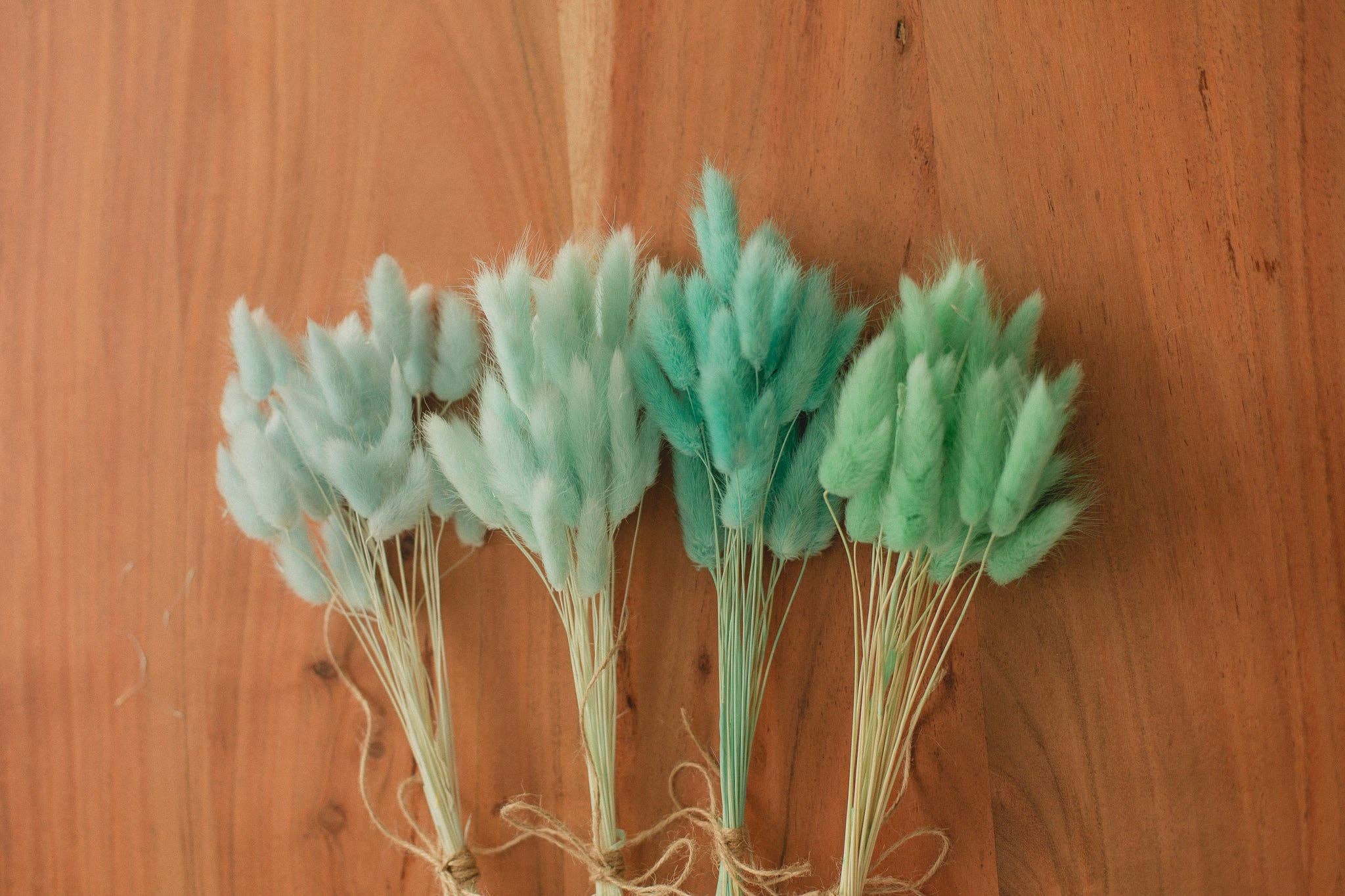 Eucalypt Co. - Venta al por mayor Flores secas/prensadas - Colas de conejo preservadas23