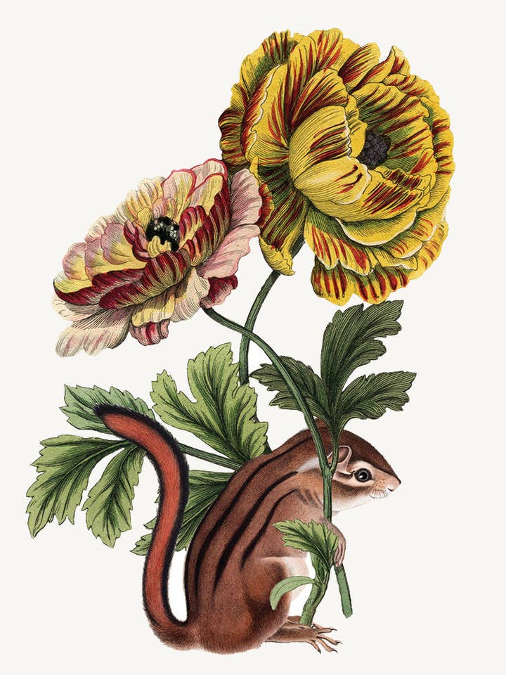 Chipmunk With Flower• Mini Enclosure Card for wholesale by P. Flynn Design / Phun House