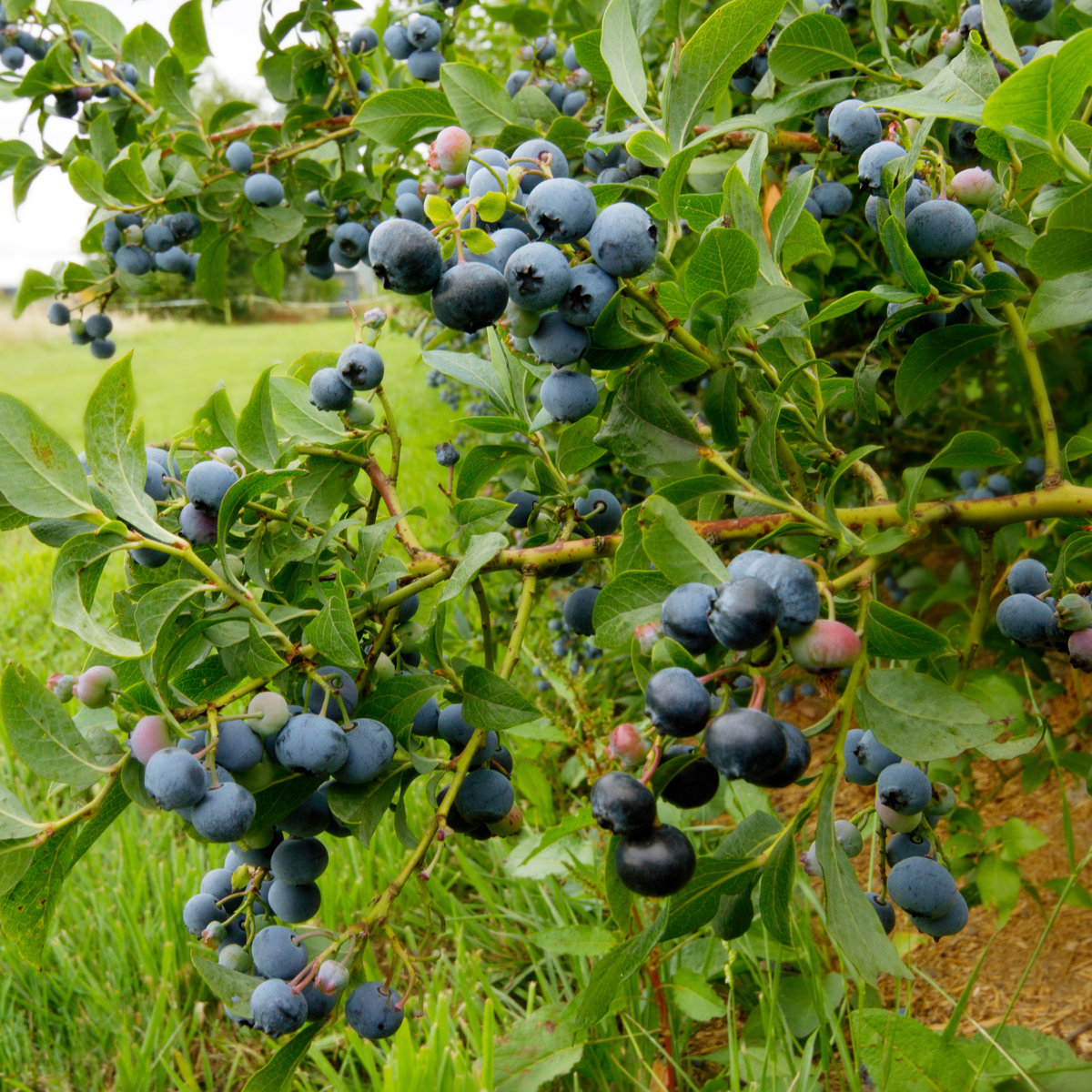 Oasis of Life - Wholesale Live Plant - Blueberry – 6 plants – Vaccinium Corymbosum ‘Sunshine Blue’ – Height 25–40cm – Ø9cm – High-yield blueberry plants with large fruits – Hardy & easy to care for – Ideal for garden, raised bed & container1