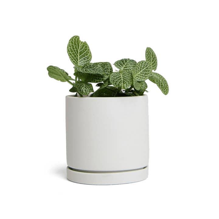 Dojo Pot And Saucer 48pc Kit - Small for wholesale by Chive