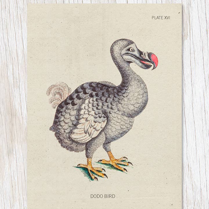 Cognitive Surplus - Wholesale Everyday Greeting Card - Dodo Bird Specimen Greeting Card (Case of 6)
