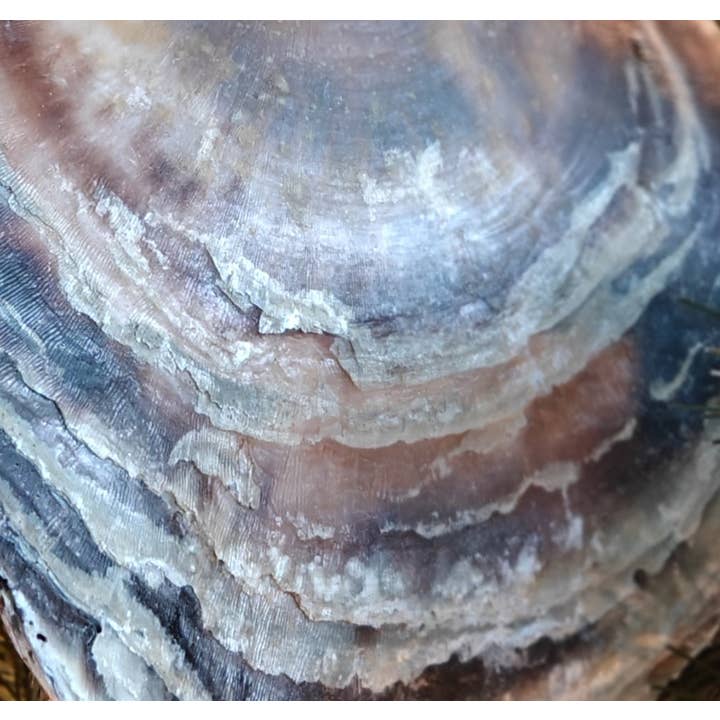 Product Import Holland – wholesale Wall Accent – Liantes 2 layer - hanger - decoration - coast - boho - beach1