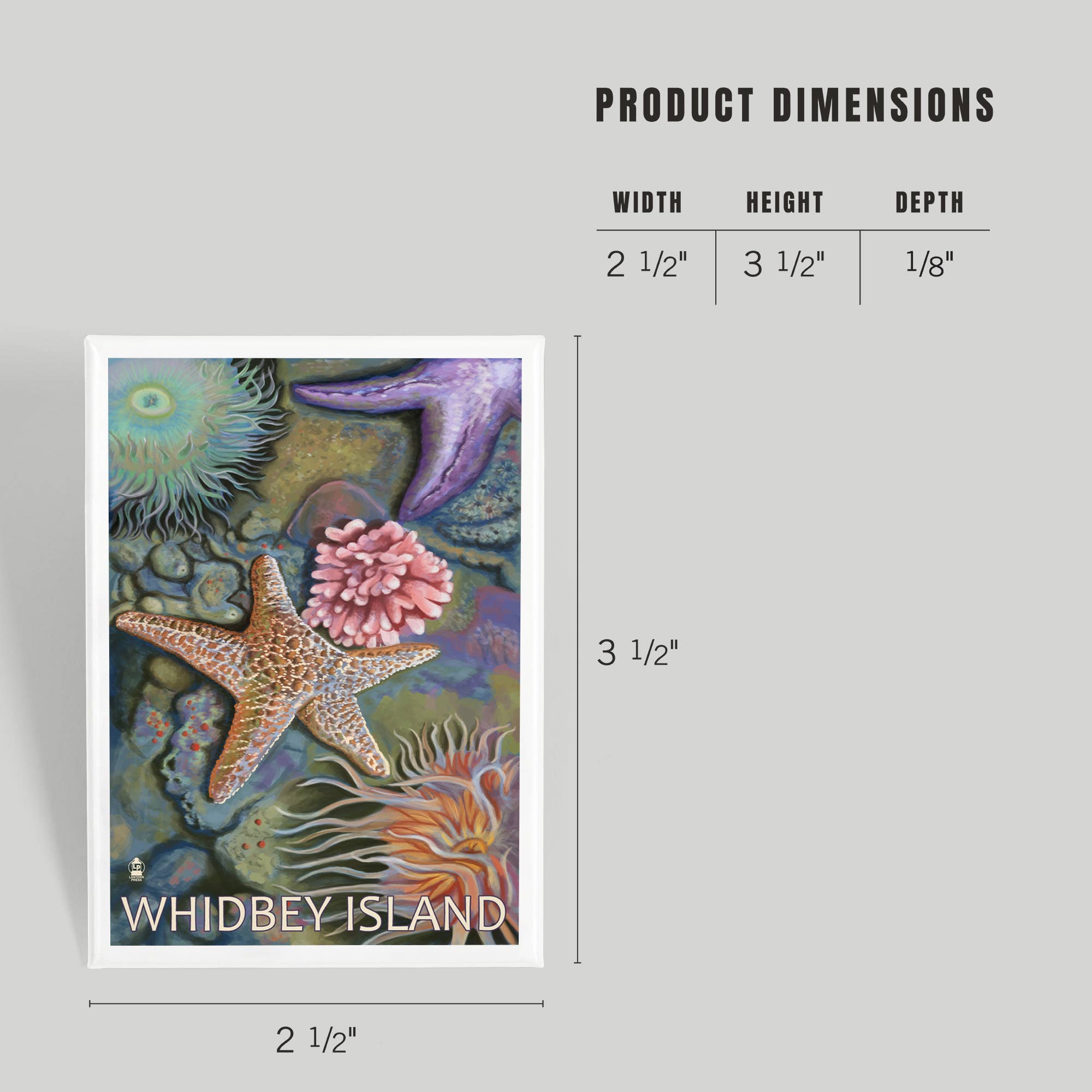 Lantern Press - Wholesale Magnet - MAGNET Whidbey Island, Washington, Tidepool3