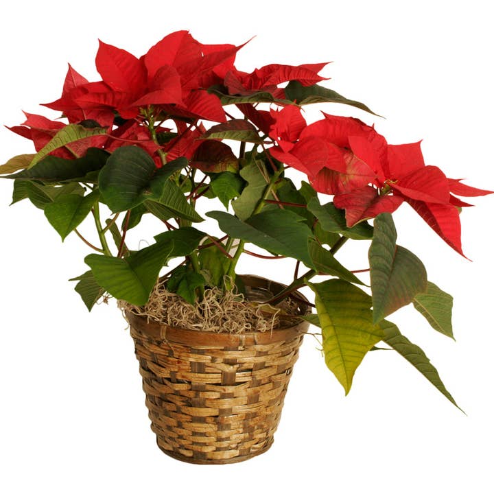 7" Rattan Planter Basket for wholesale by WALD IMPORTS