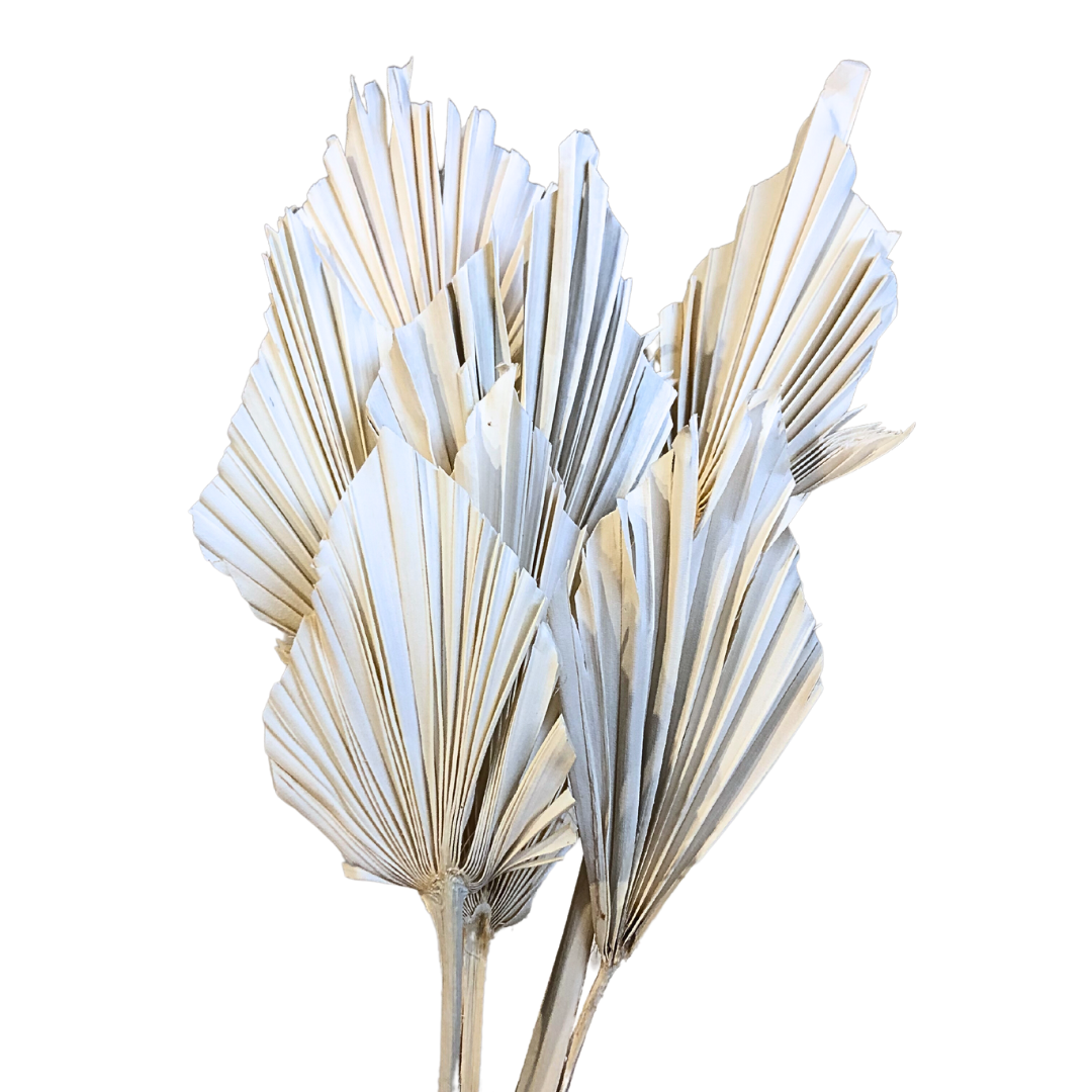 Botanico Ltd. – wholesale Dried/pressed flowers – Palm Spear2