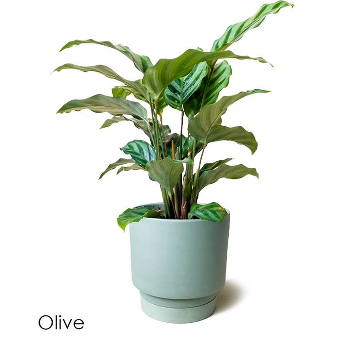 Chive - Vente Pot - Cache-pot d'intérieur en céramique Casey avec arrosage automatique3