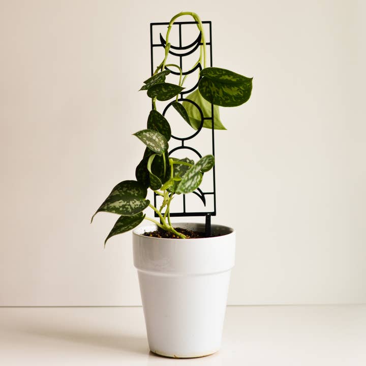 Pine & Sprout - Wholesale Trellis - Moon Phase Houseplant Trellis