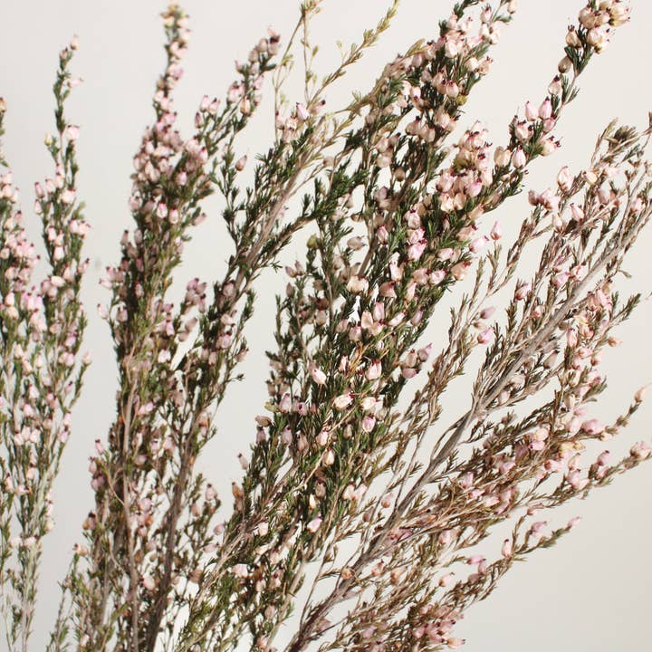 Heather - Erica Deliciosa (Preserved) for wholesale by Roxanne's Dried Flowers