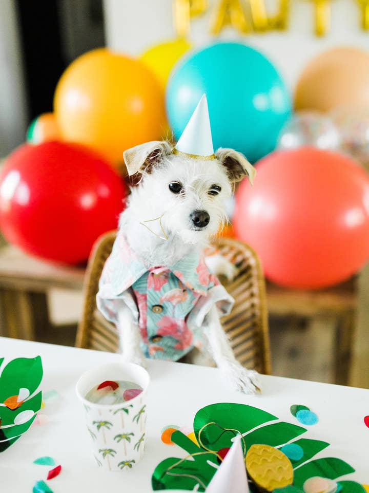 Chemise de barbecue délavée pour la vente par Good Thomas