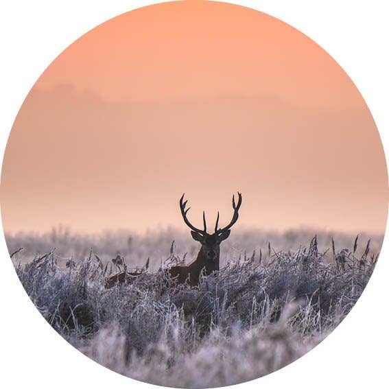 Deer Sunrise väggcirkel för wholesale av GM decoratie