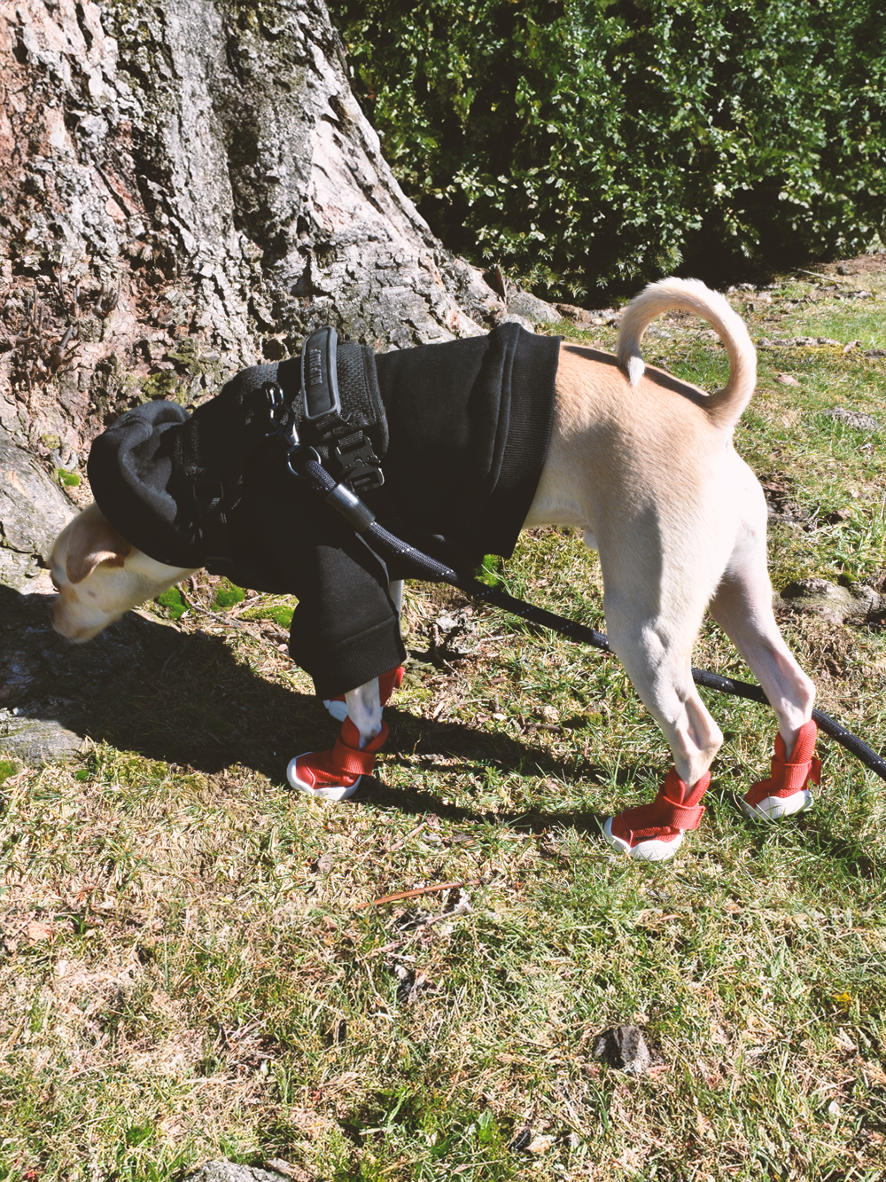 RIFRUF - Vente Bottines – chien - César 136