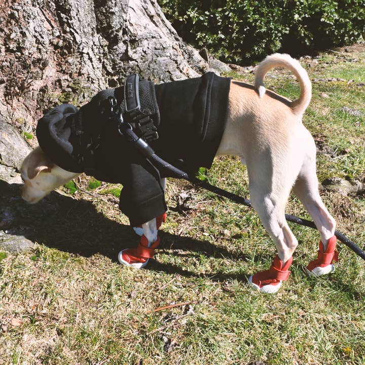 RIFRUF - Vente Bottines – chien - César 136