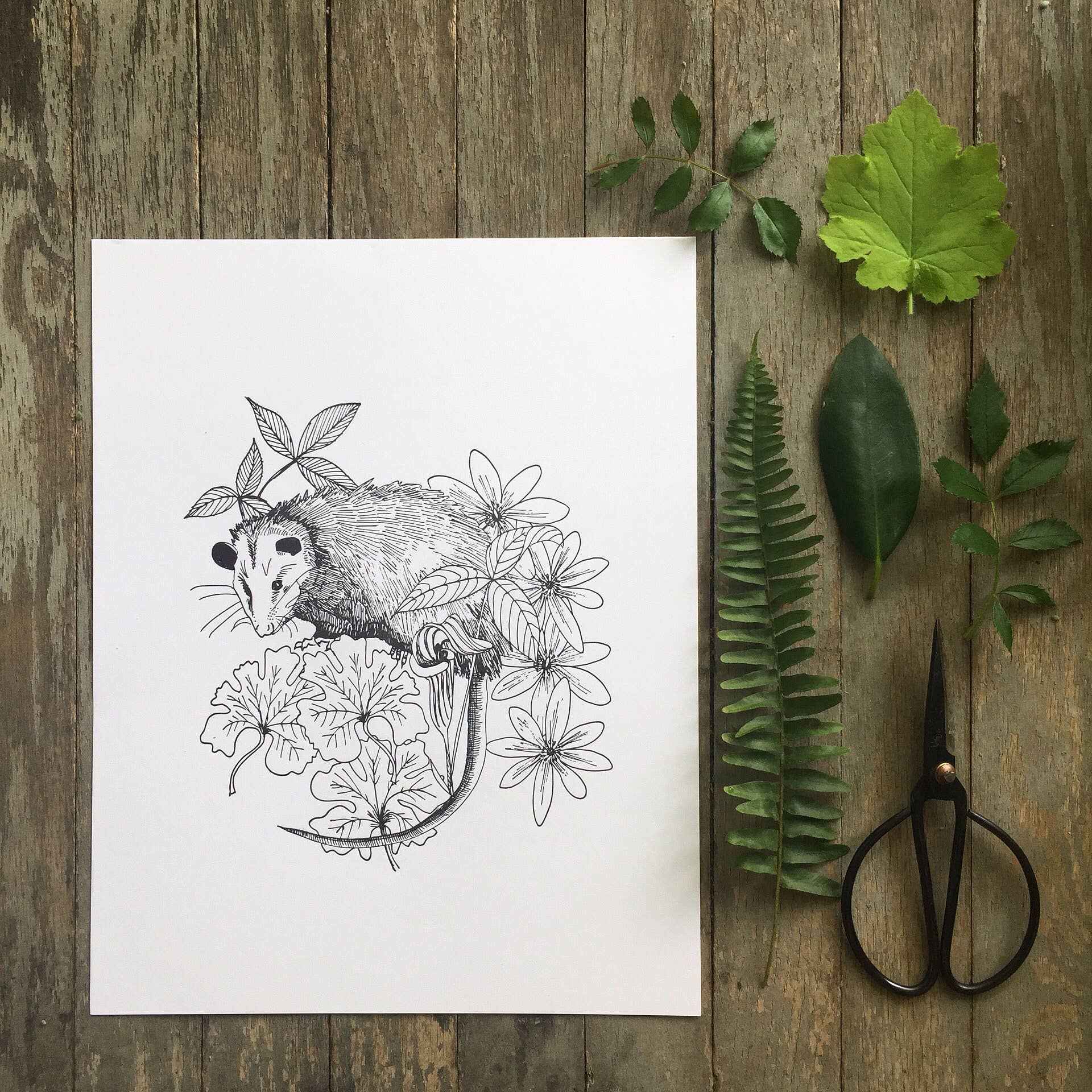 Ratbee Press - Wholesale Art Print - 11" x 14" Possum and Native Flowers Print1