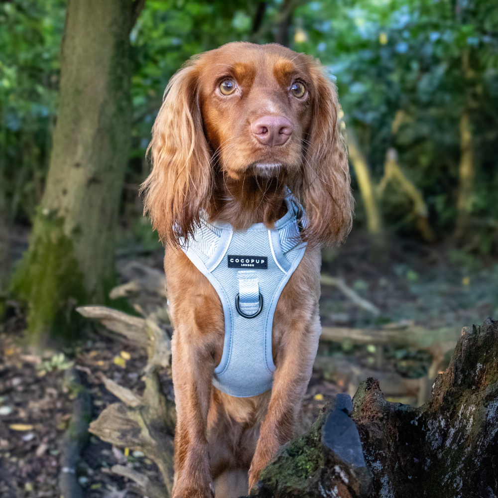Cocopup London - Wholesale Tuig voor huisdieren - Hond - Verken Harness - Salie Tweed36