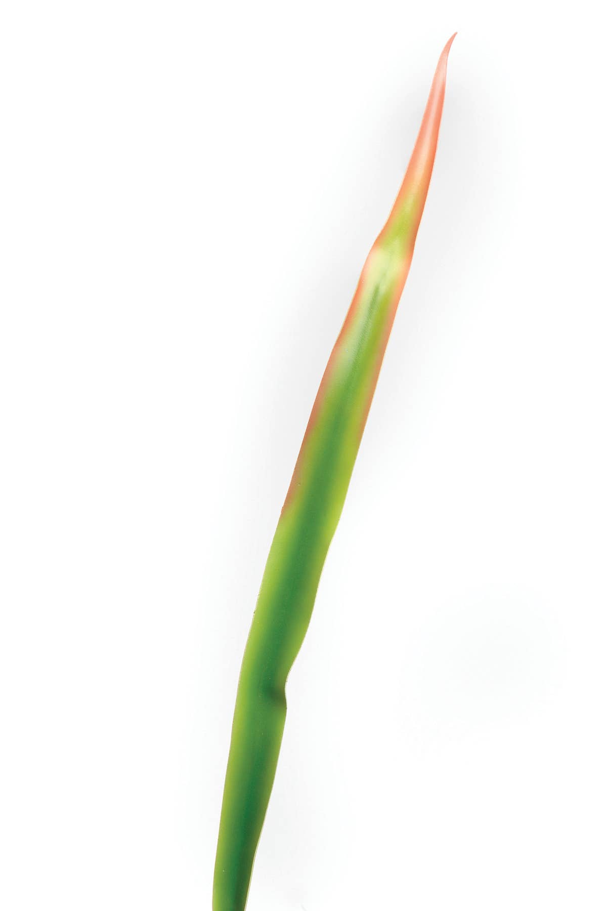 Studio Specialties - Wholesale  - GIANT PHORIUM LEAF LATEX 36"H0