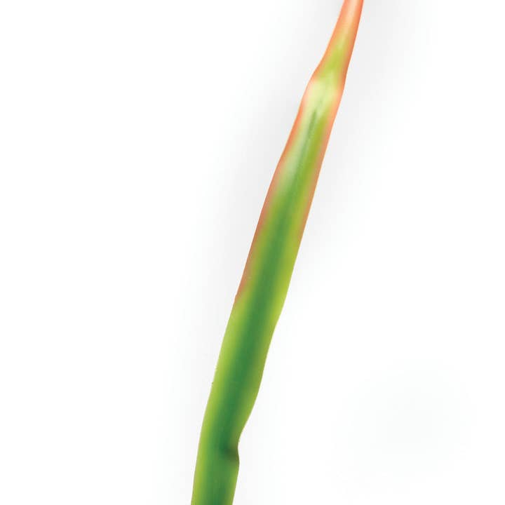 Studio Specialties - Wholesale - GIANT PHORIUM LEAF LATEX 36"H