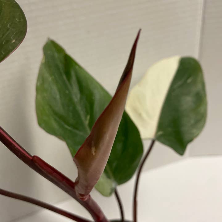 Native Transplants - Wholesale Live Plant - Philodendron Red Anderson Variegated