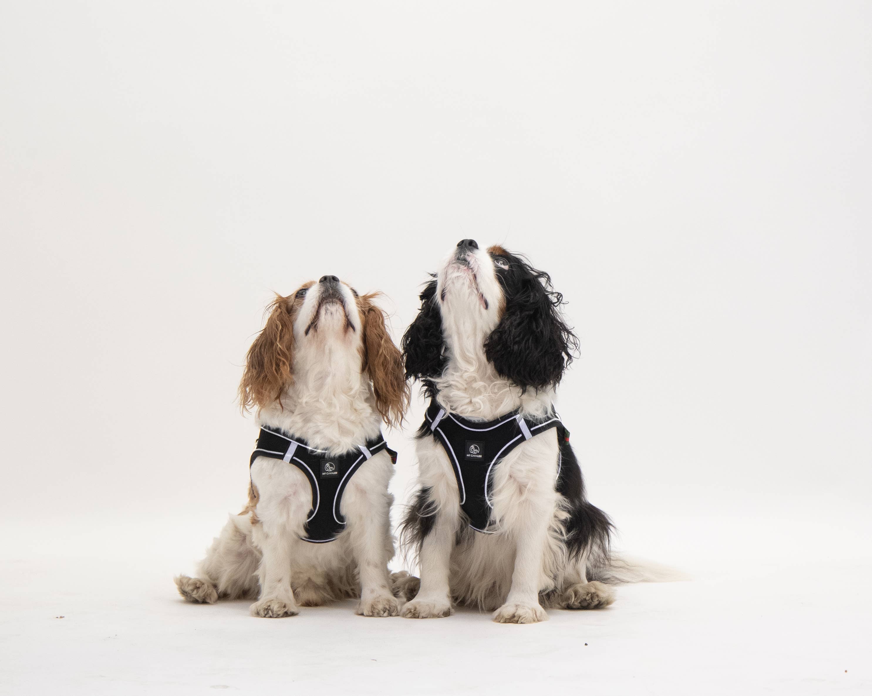 My Cavalier AB - Wholesale Pet Harness - Dog - Harness LUX4