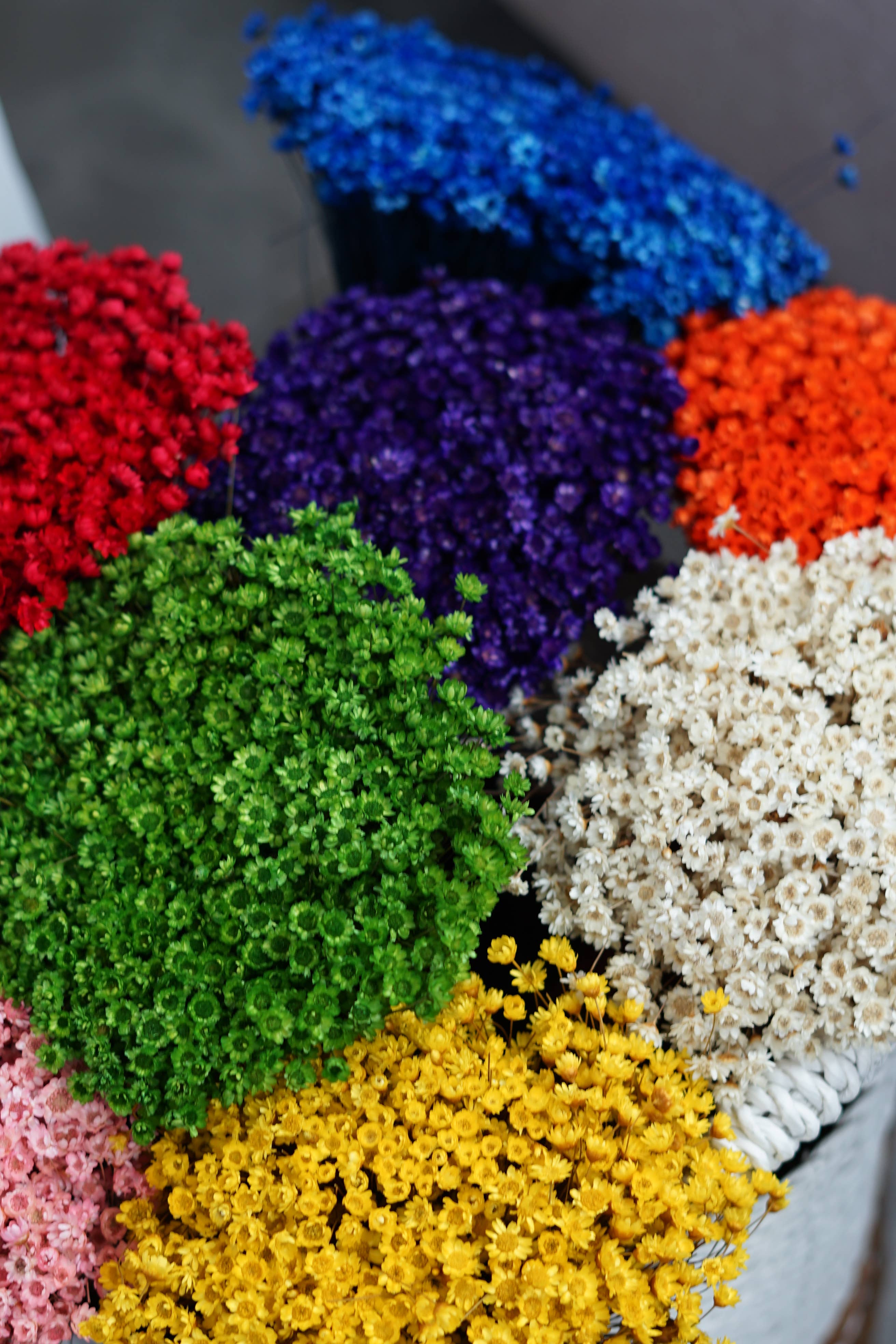 FlowerFantaSee – wholesale Torkade/pressade blommor – Torkade stjärnblommor9