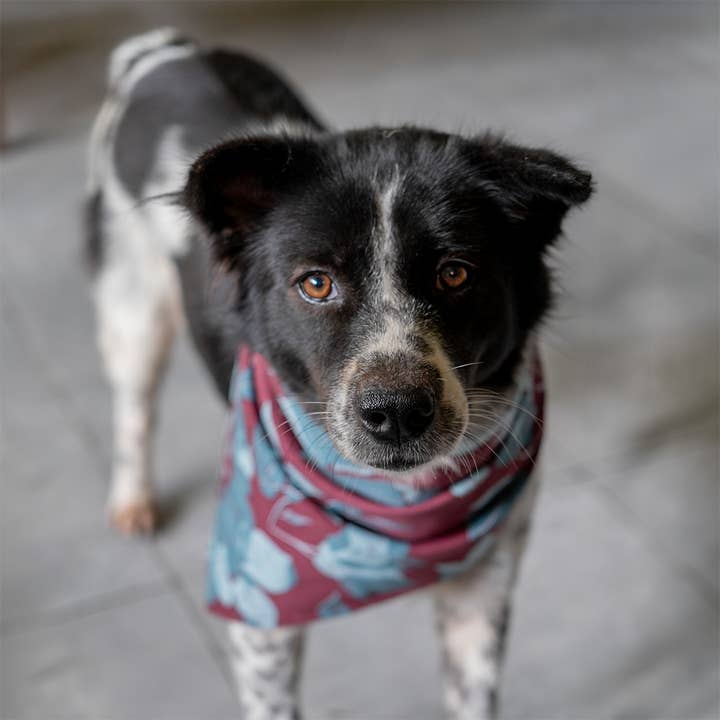NEW | Doggie/People Bandanas Cotton | Assorted for wholesale by Balizen Direct from Bali