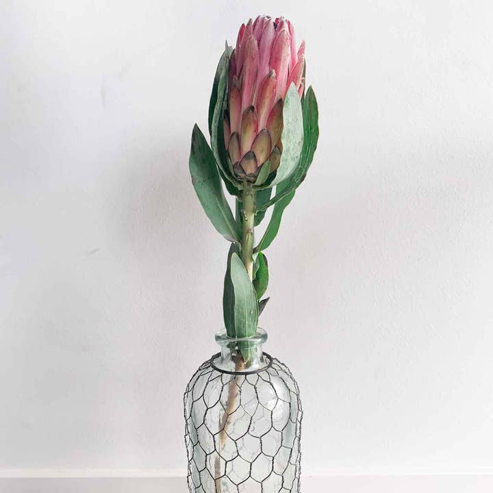 Self-Care Shower - Wholesale Artificial Flowers - King Protea Flower Fresh Cut Pink, SAN DIEGO GROWN Rare Find